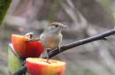 Blackcap_f_2_a.jpg