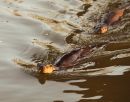 Blandford_Otters-1.jpg