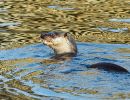 Blandford_Otters-3.jpg