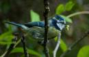 Blue-Tit-2.jpg