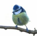 Blue-Tit.jpg