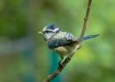 Blue-Tit1.jpg