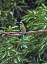 BlueCrownedMotMot4.JPG