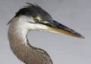 BlueHeron_3647.jpg