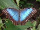 BlueMorphButterfly.jpg
