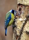 BlueTit.jpg