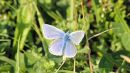Blue_Butterfly.jpg