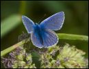 Blue_Butterfly_1.jpg