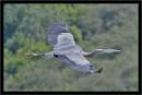 /gallery/data/501/thumbs/Blue_Heron_In_Flight.jpg