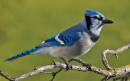Blue_Jay_cr2.jpg
