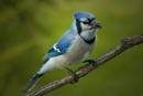 Blue_Jay_cr21.jpg