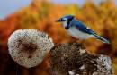 Blue_Jay_on_sunflower_seed_head.jpg