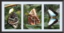 Blue_Morpho_Trio.jpg