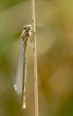 Blue_Tailed_Damsel-1.JPG