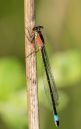 Blue_Tailed_Damsel-3.JPG