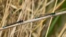 Blue_Tailed_Damsel-4.JPG