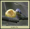 Blue_Tit.jpg