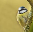 Blue_Tit2.jpg