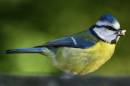Blue_Tit3.jpg