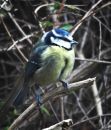 Blue_Tit5.jpg