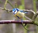 Blue_Tit_4_549_x_474_1_.jpg