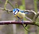 /gallery/data/501/thumbs/Blue_Tit_4_549_x_474_1_.jpg