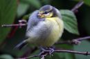 Blue_Tit_Chick11.jpg