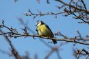 Blue_Tit_Cyanistes_Caeruleus_2-2-2019.jpg