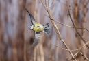 Blue_Tit_Cyanistes_Caeruleus_26-2-2021_.jpg