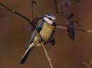 Blue_tit4.jpg