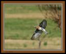 Bluebird-n3--04-08-11_1222_.jpg