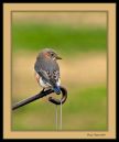 Bluebird-sig-tc-2-11-17-11_6909-bf.jpg