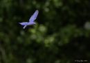 Bluebird_ND_610_Sig_150_600C_04_29_2020_DSC_4745.jpg