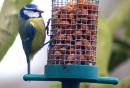 Bluetit5.JPG