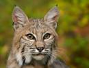 Bobcat_6X8.jpg