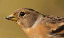 Brambling.jpg
