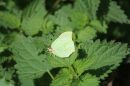 Brimstone_Gonepteryx_rhamni_2.jpg
