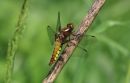 Broad-Bodied_Chaser_Libellula_Depressa_20-5-2019.jpg