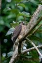 Broad-Winged_Hawk_002.jpg