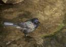 Bronzed_Grackle.jpg