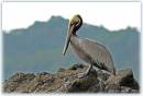 BrownPelican1.jpg
