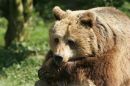 Brown_Bear_.JPG