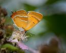 Brown_Hairstreak1.JPG