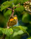Brown_Hairstreak2.JPG