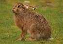 Brown_Hare.jpg