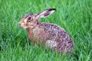 Brown_Hare_2.jpg