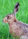 Brown_Hare_3.jpg
