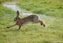 Brown_Hare_Oryctolagus_Cuniculus_4.jpg