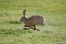 Brown_Hare_Oryctolagus_Cuniculus_6.jpg