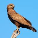 Brown_Snake_Eagle_3.JPG